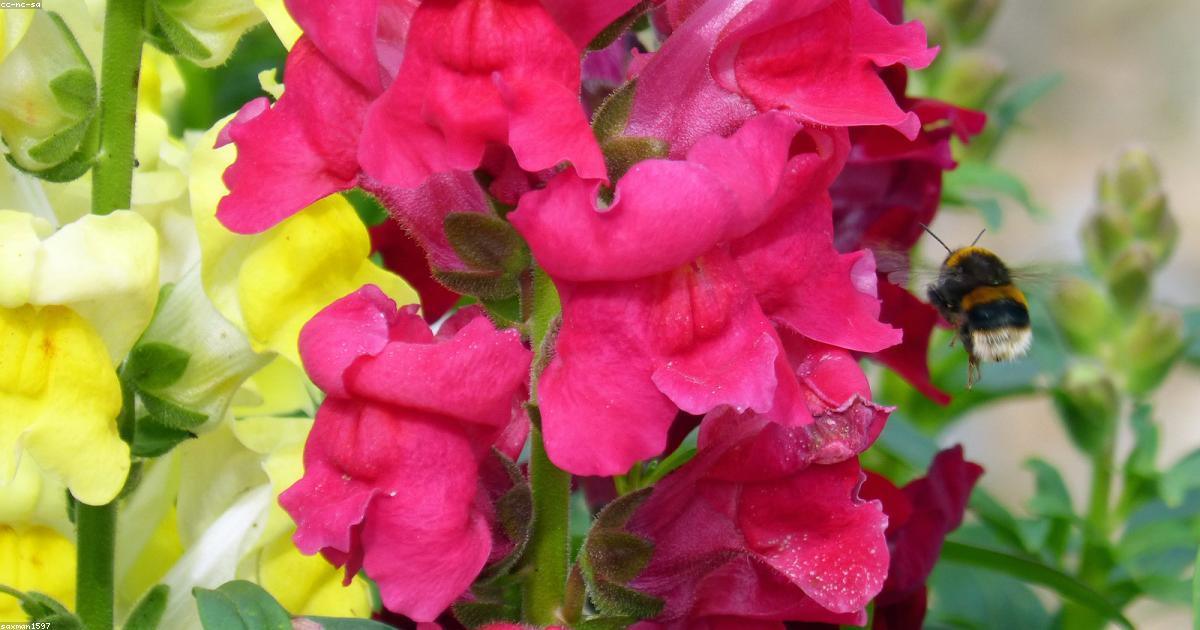 Bienen im Garten: So machen Sie Ihren Garten bienenfreundlich