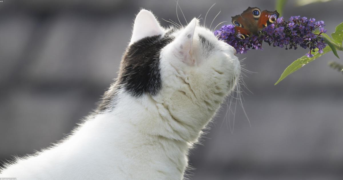 Urban Gardening: Gaertnern in der Stadt