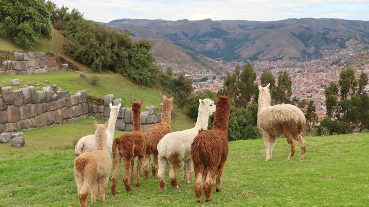 alpaca wool weaving Peru – traditionelle handwerkskunst und nachhaltige reisen